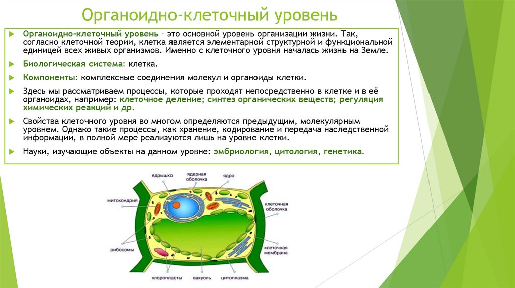 Органоидно-клеточный уровень