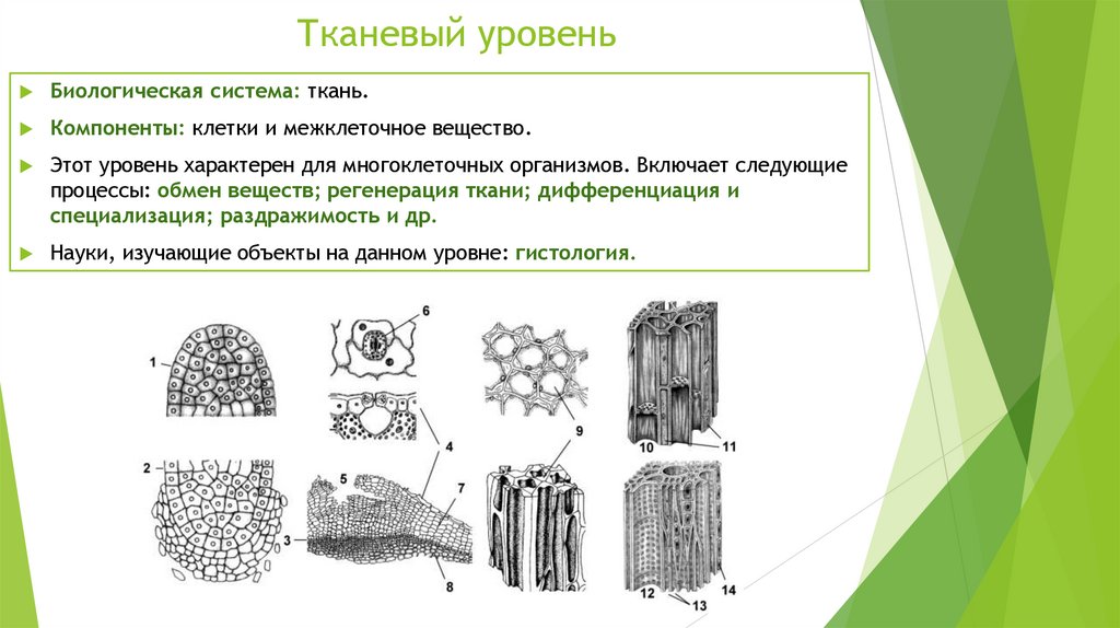 Тканевый уровень