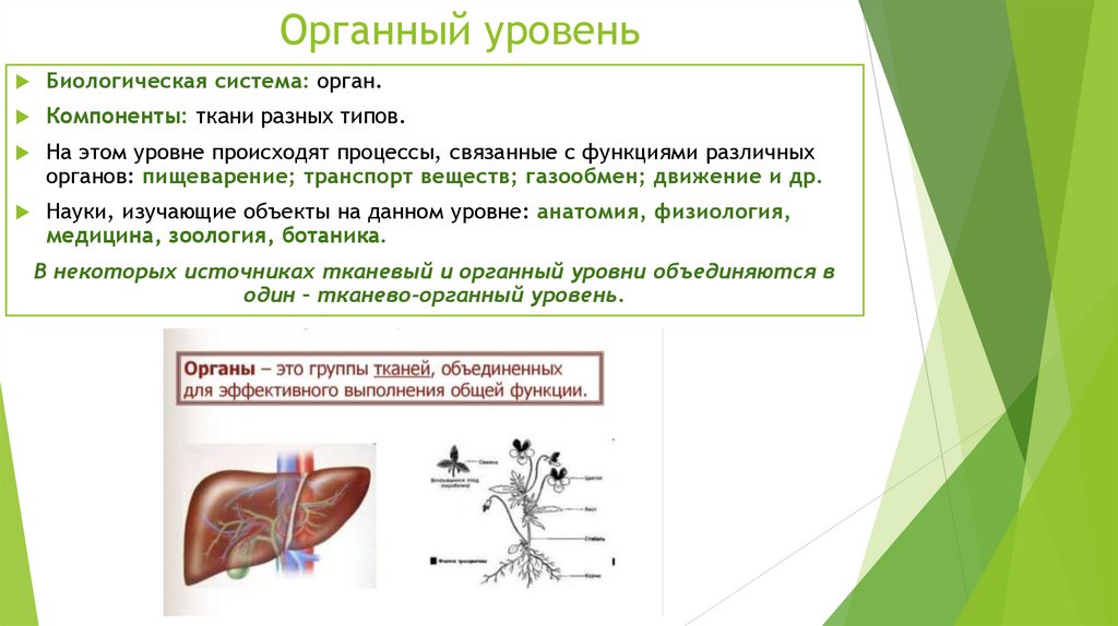 Органный уровень