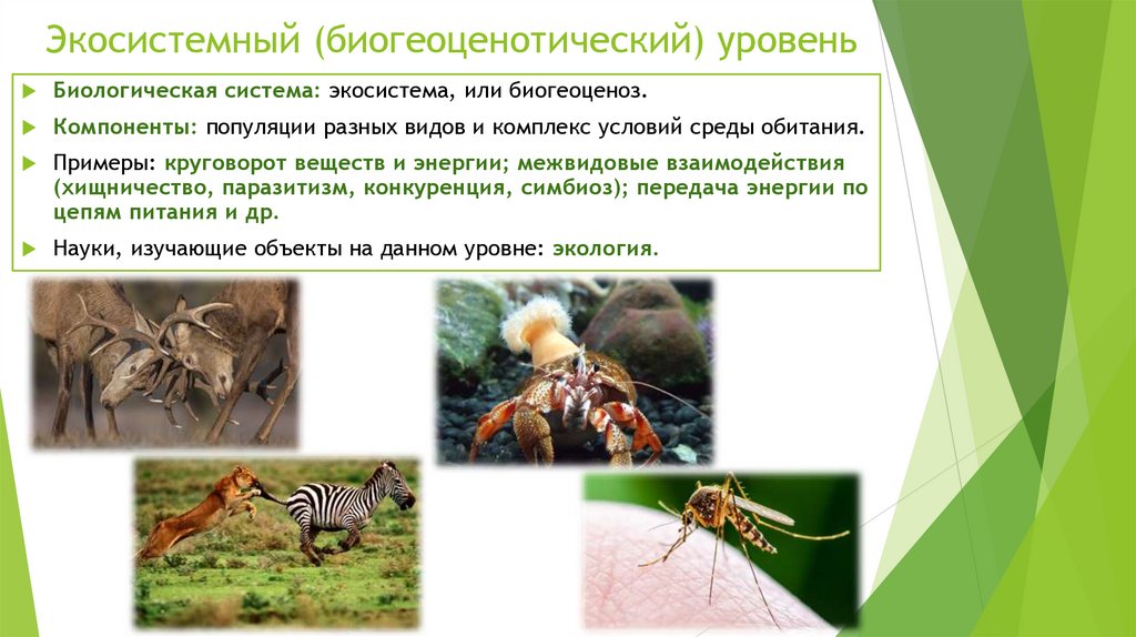 Экосистемный (биогеоценотический) уровень