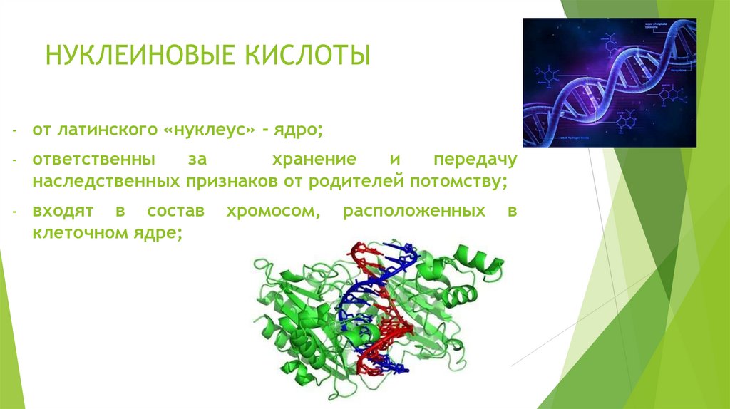 НУКЛЕИНОВЫЕ КИСЛОТЫ