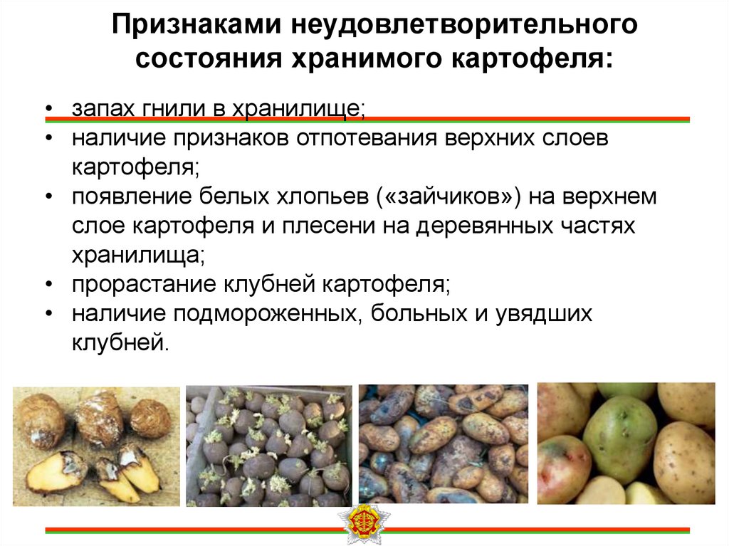 Признаками неудовлетворительного состояния хранимого картофеля: