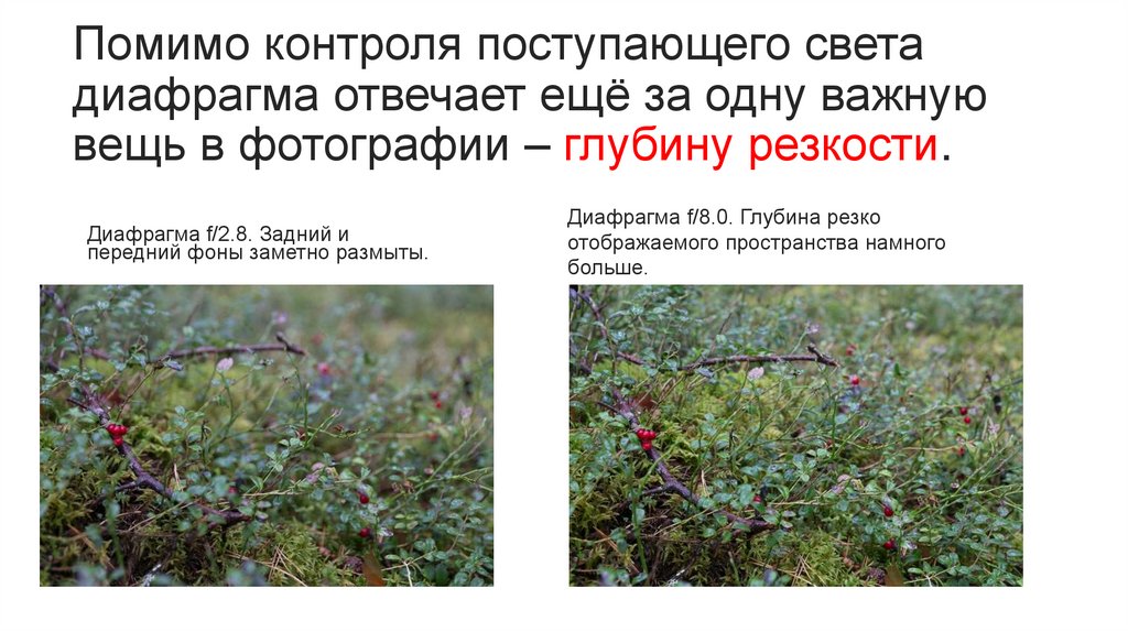 Помимо контроля поступающего света диафрагма отвечает ещё за одну важную вещь в фотографии – глубину резкости.