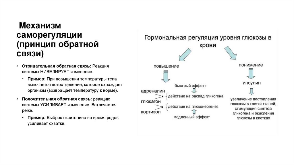  Механизм саморегуляции (принцип обратной связи)