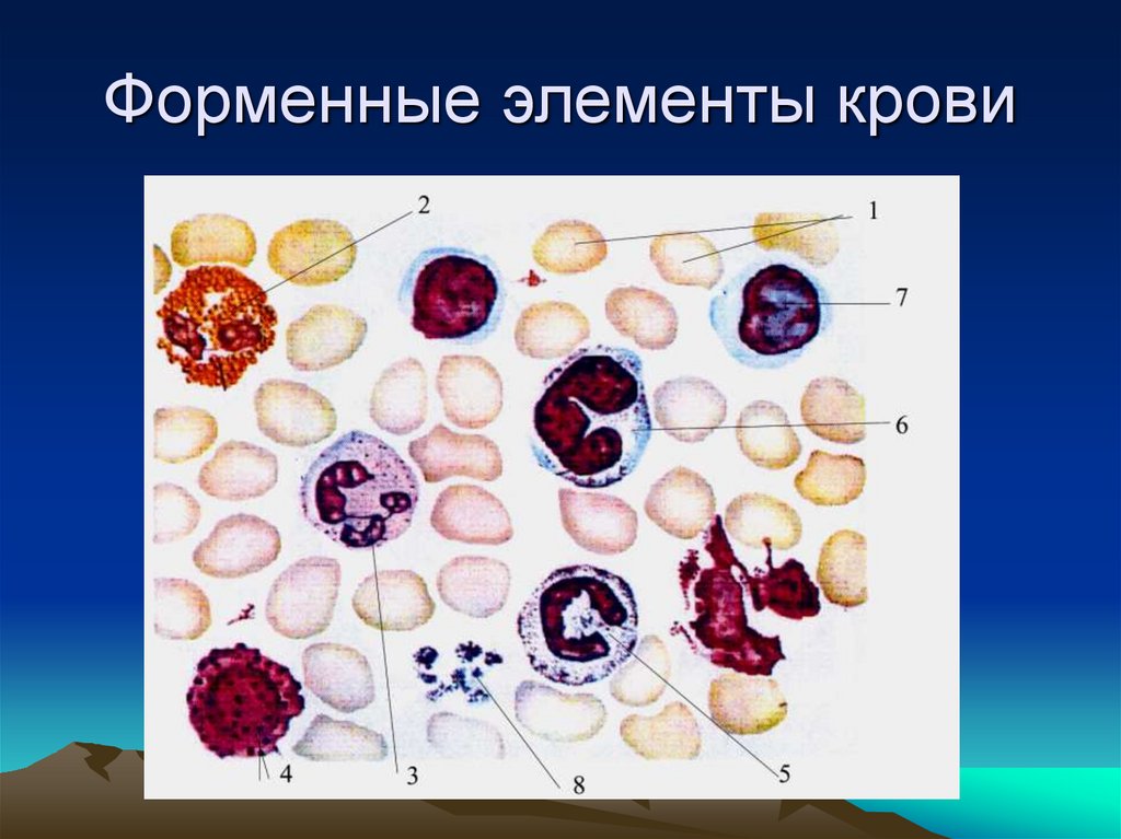 Форменные элементы крови