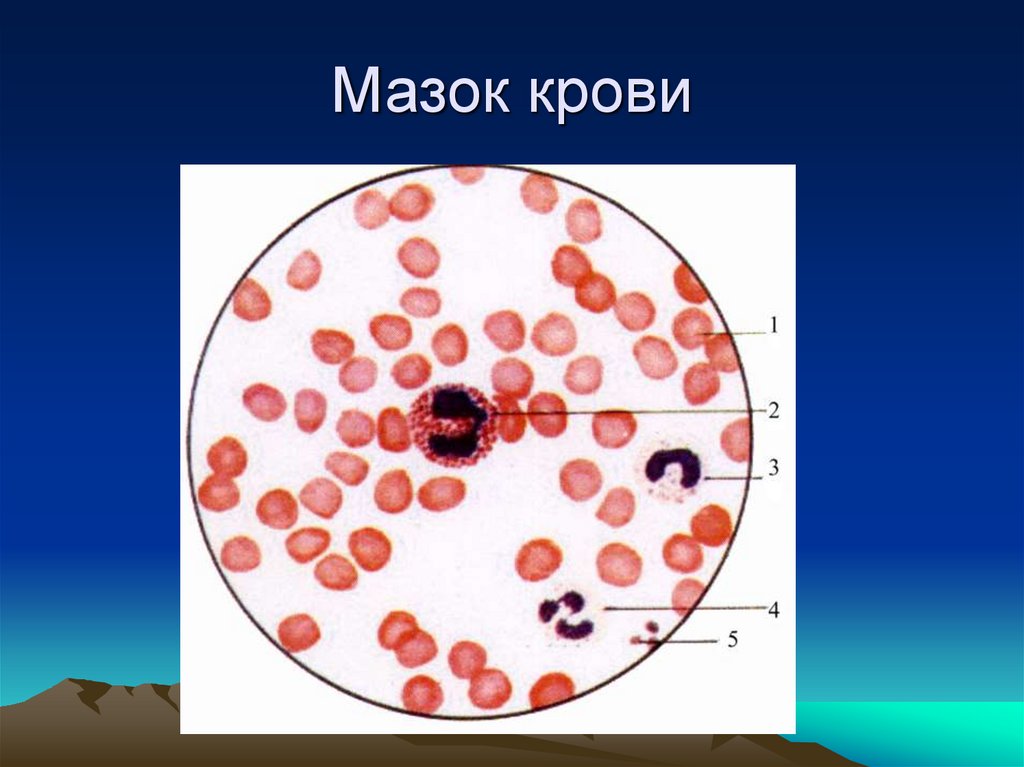 Мазок крови