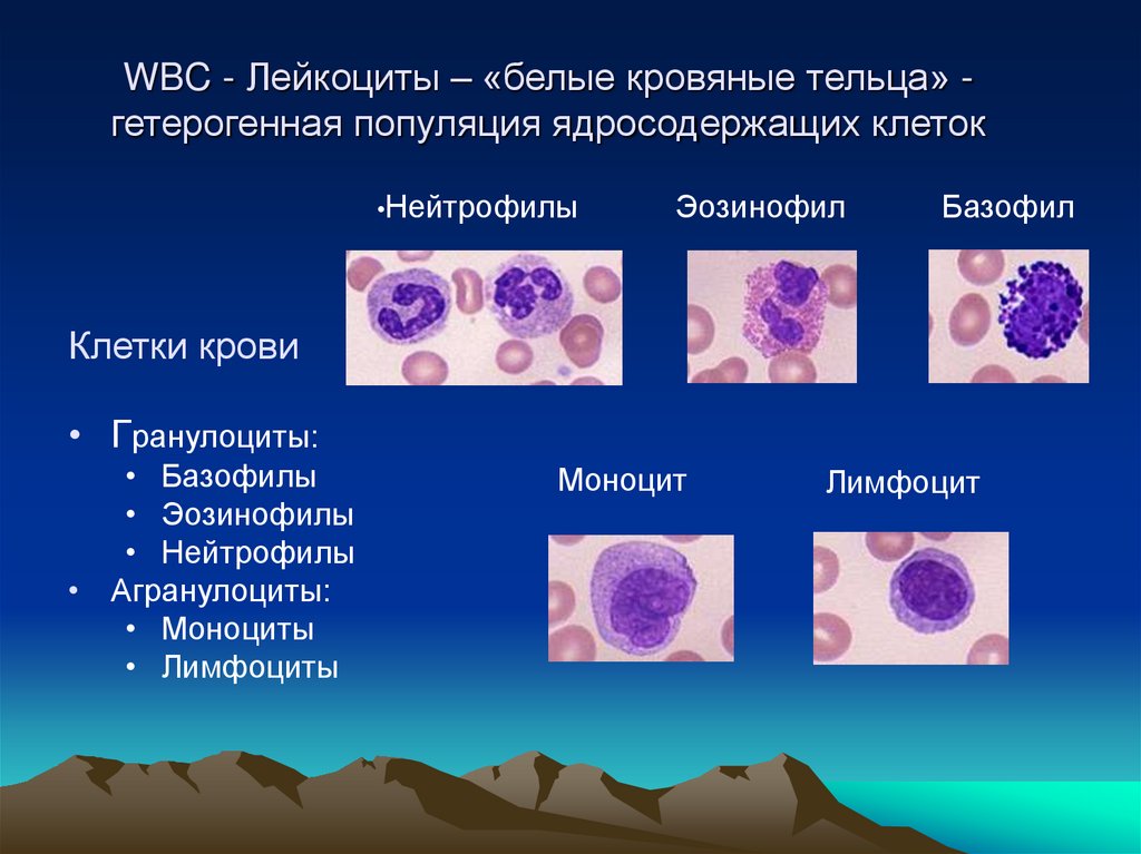 WBC - Лейкоциты – «белые кровяные тельца» - гетерогенная популяция ядросодержащих клеток