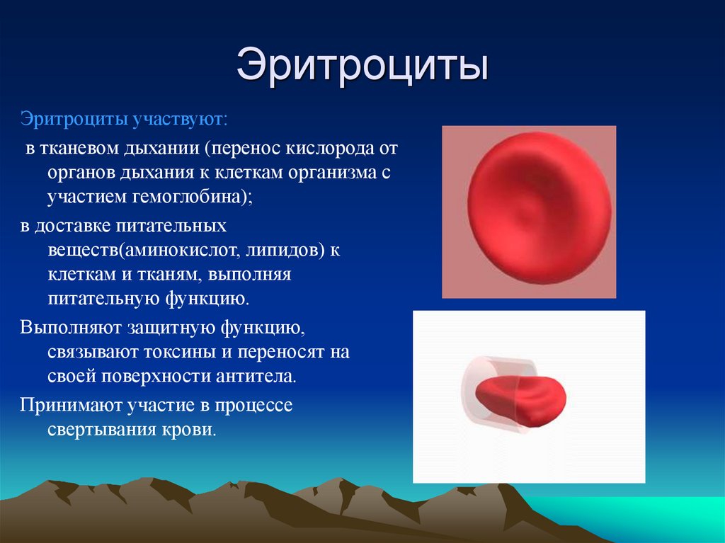 Эритроциты