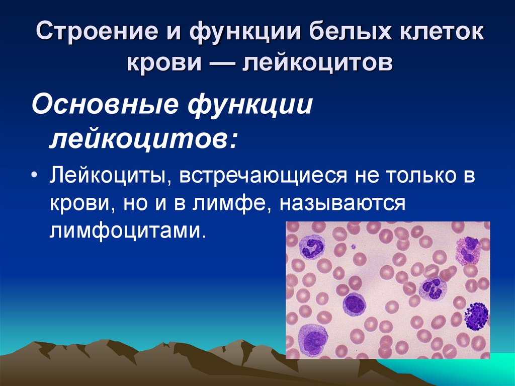 Строение и функции белых клеток крови — лейкоцитов