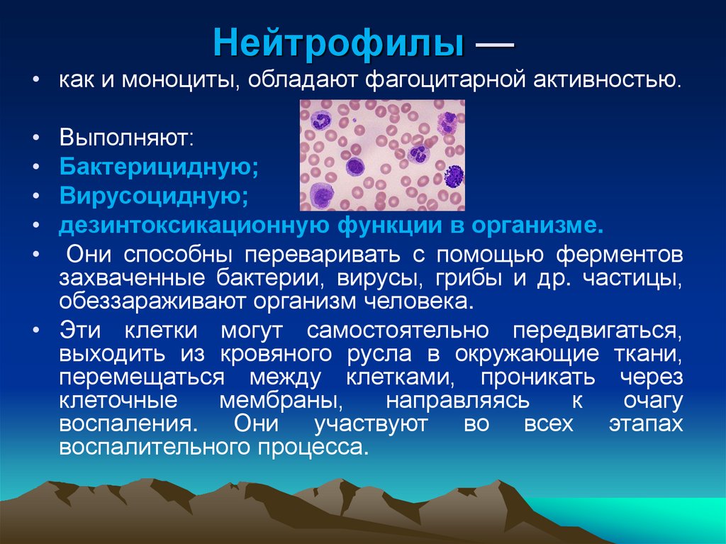 Нейтрофилы —