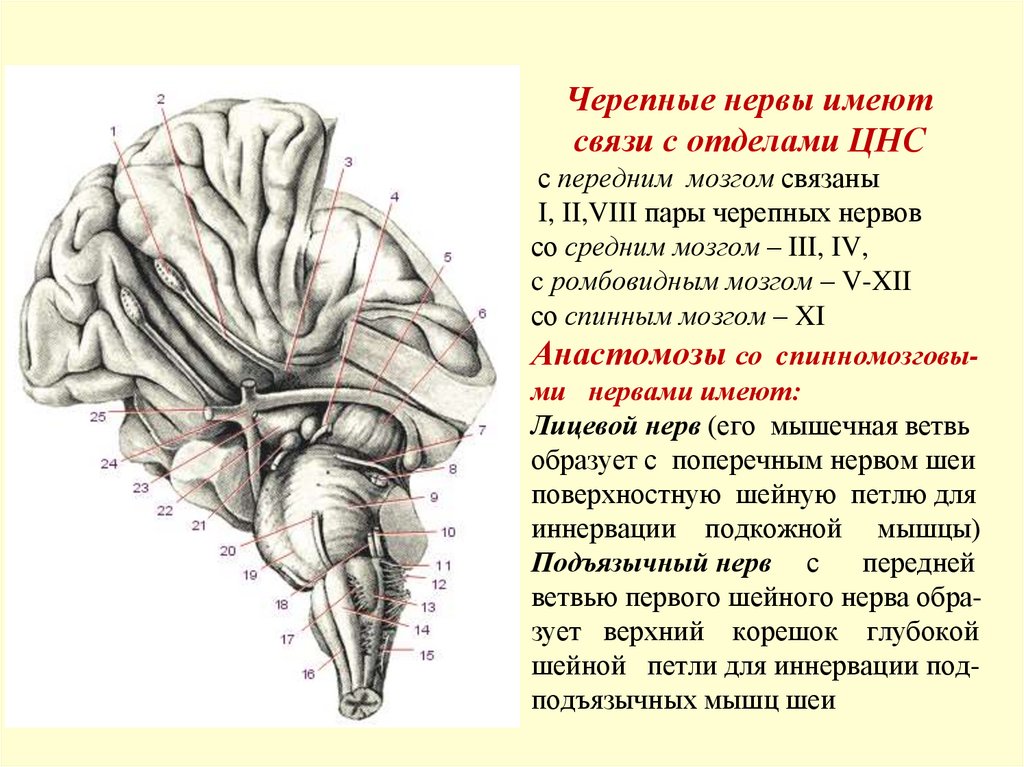 Черепные нервы имеют связи с отделами ЦНС с передним мозгом связаны I, II,VIII пары черепных нервов со средним мозгом – III,