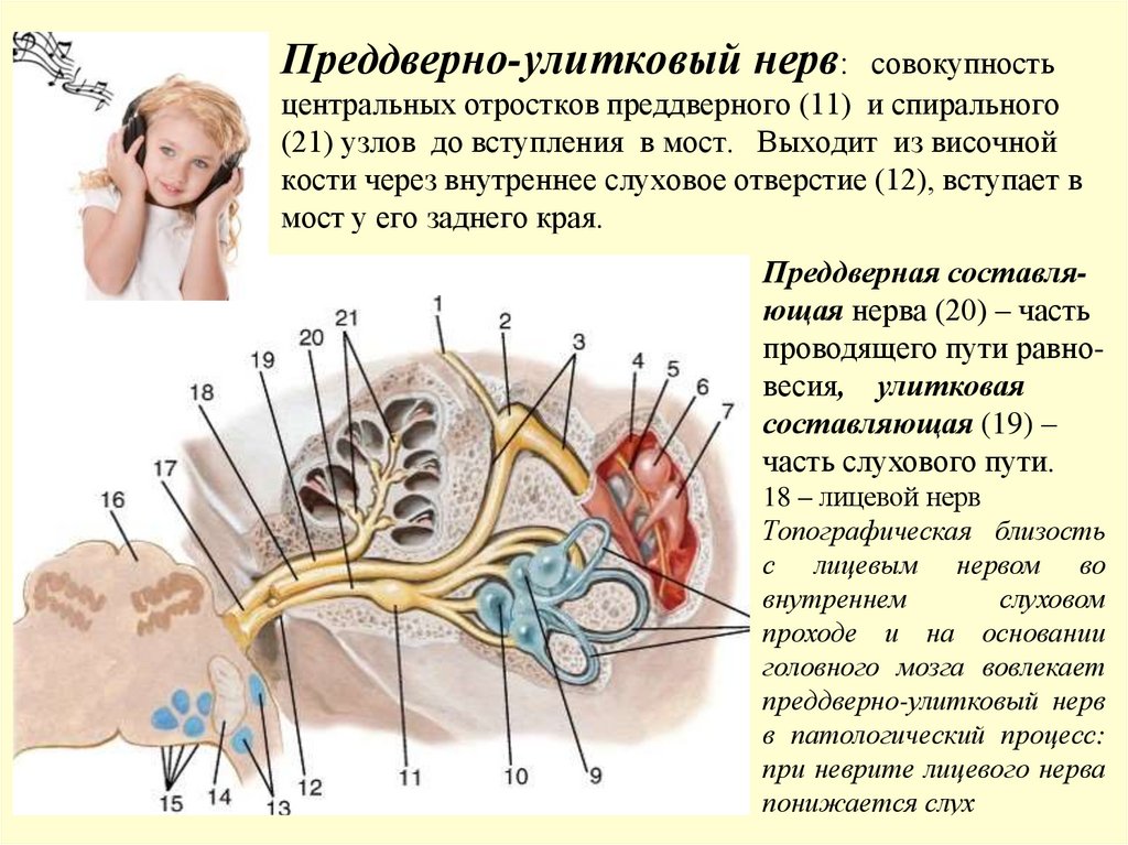 Преддверно-улитковый нерв: совокупность центральных отростков преддверного (11) и спирального (21) узлов до вступления в мост.