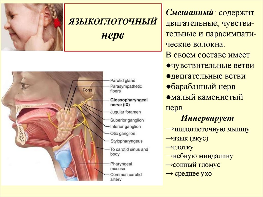 Смешанный: содержит двигательные, чувстви- тельные и парасимпати- ческие волокна. В своем составе имеет ●чувствительные ветви