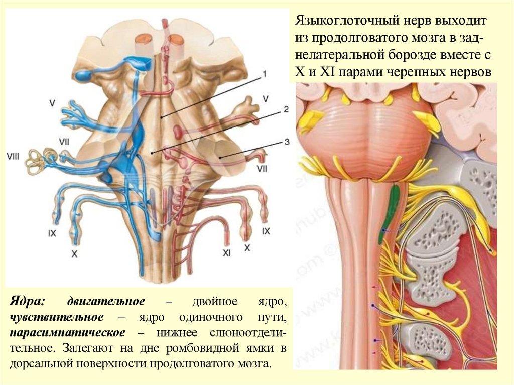 Языкоглоточный нерв выходит из продолговатого мозга в зад- нелатеральной борозде вместе с X и XI парами черепных нервов