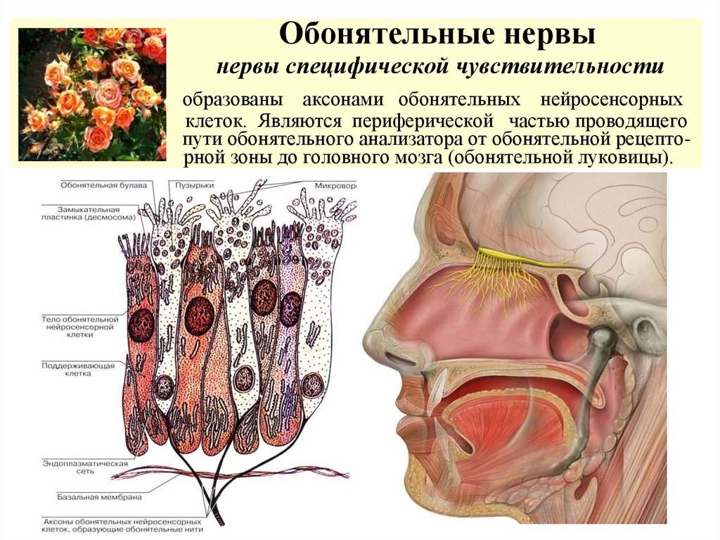 Обонятельные нервы нервы специфической чувствительности образованы аксонами обонятельных нейросенсорных клеток. Являются