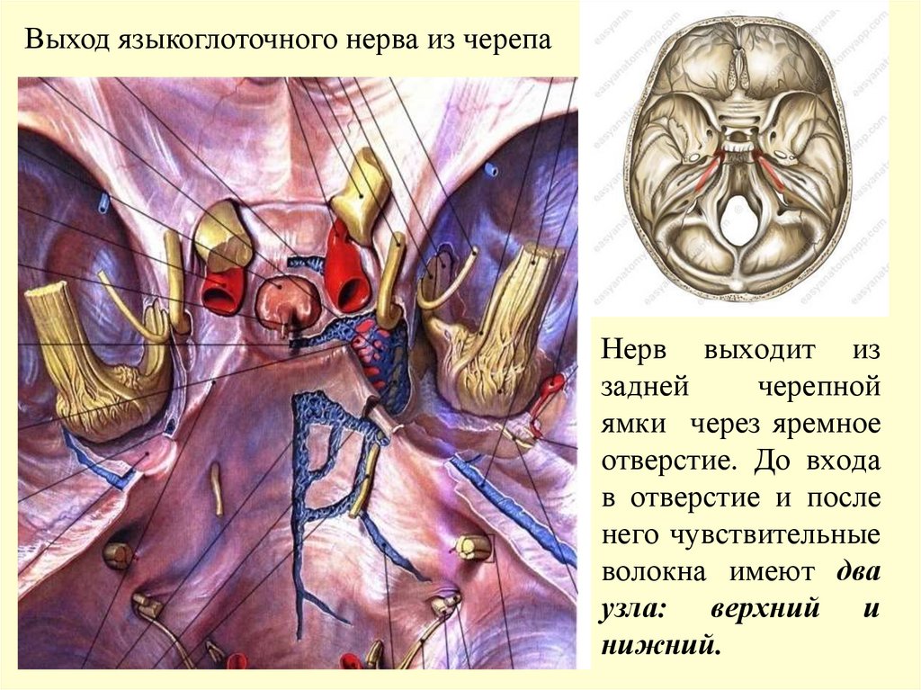 Нерв выходит из задней черепной ямки через яремное отверстие. До входа в отверстие и после него чувствительные волокна имеют