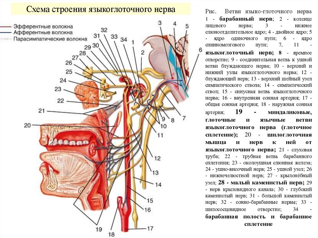 Рис. Ветви языко-глоточного нерва 1 - барабанный нерв; 2 - коленце лицевого нерва; 3 - нижнее слюноотделительное ядро; 4 -