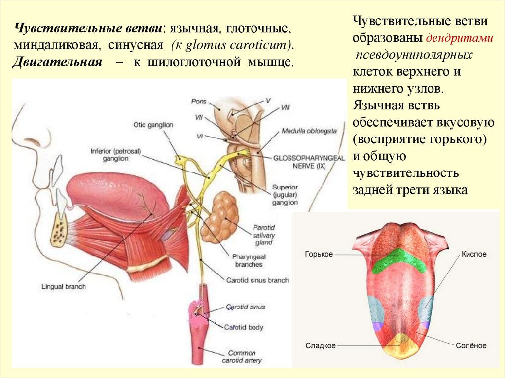 Чувствительные ветви образованы дендритами псевдоуниполярных клеток верхнего и нижнего узлов. Язычная ветвь обеспечивает