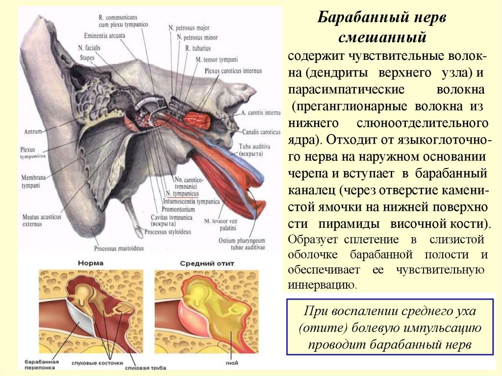 Барабанный нерв смешанный содержит чувствительные волок- на (дендриты верхнего узла) и парасимпатические волокна