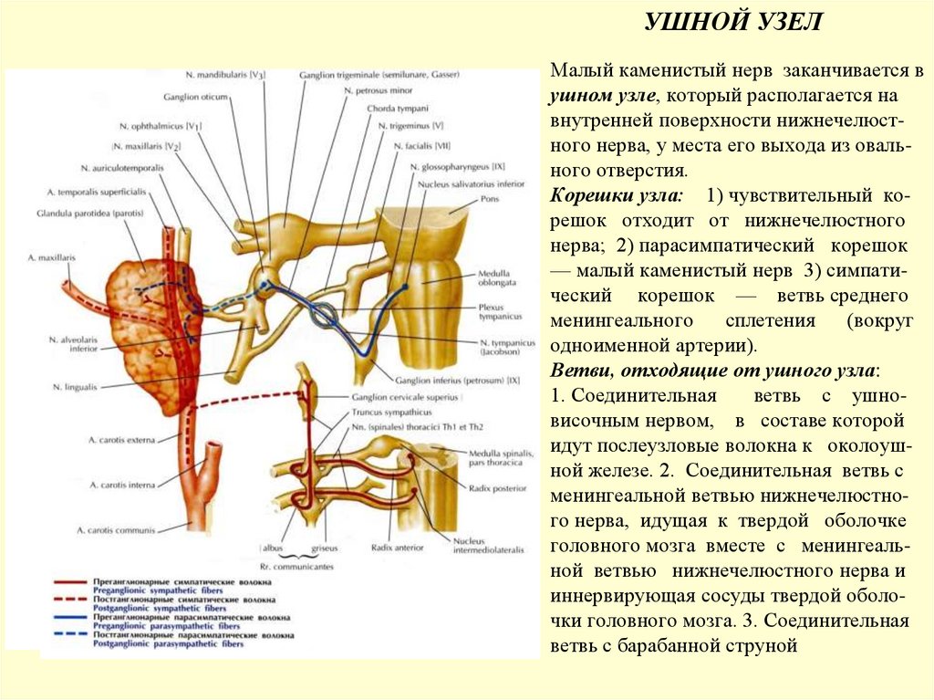 Малый каменистый нерв заканчивается в ушном узле, который располагается на внутренней поверхности нижнечелюст- ного нерва, у