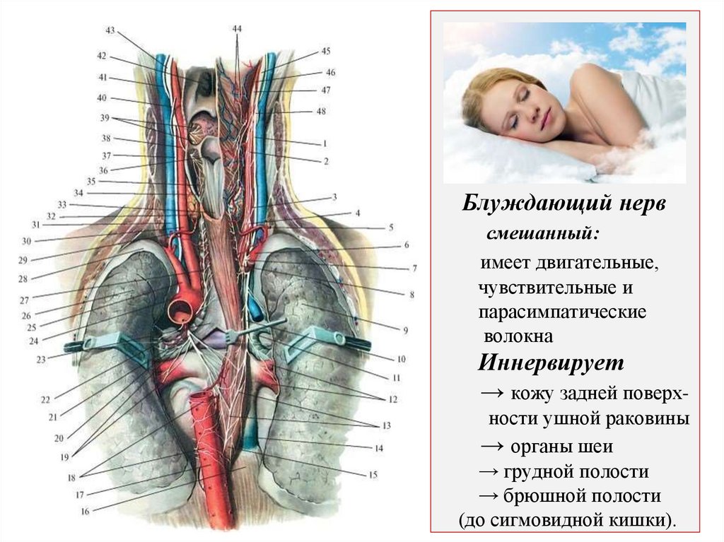Блуждающий нерв смешанный: имеет двигательные, чувствительные и парасимпатические волокна Иннервирует → кожу задней поверх-