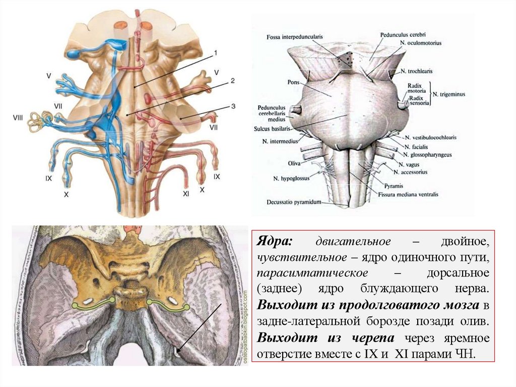 Ядра: двигательное – двойное, чувствительное – ядро одиночного пути, парасимпатическое – дорсальное (заднее) ядро блуждающего