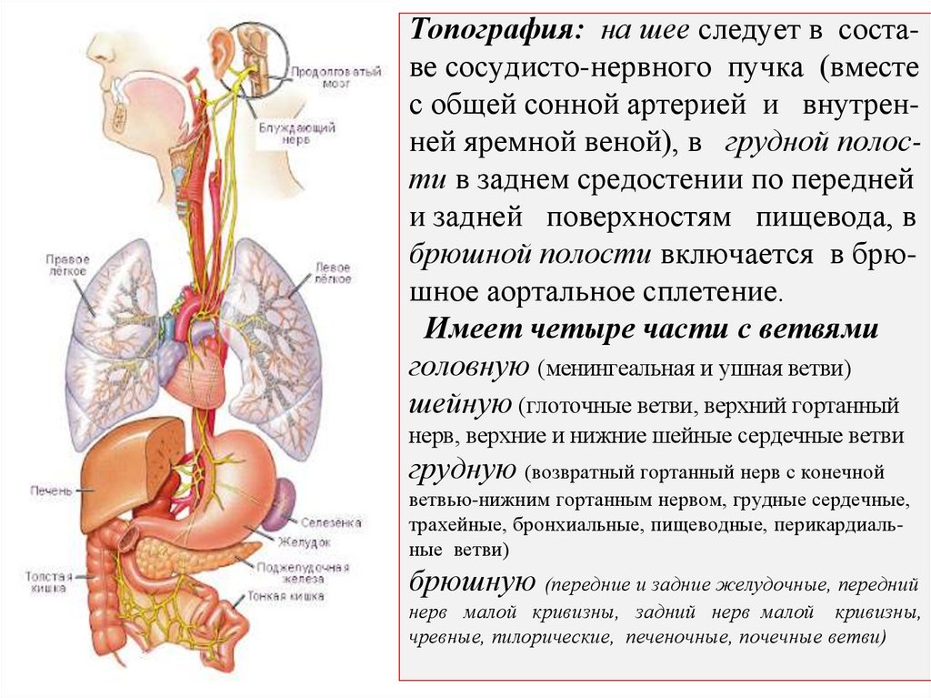 Топография: на шее следует в соста- ве сосудисто-нервного пучка (вместе с общей сонной артерией и внутрен- ней яремной веной),
