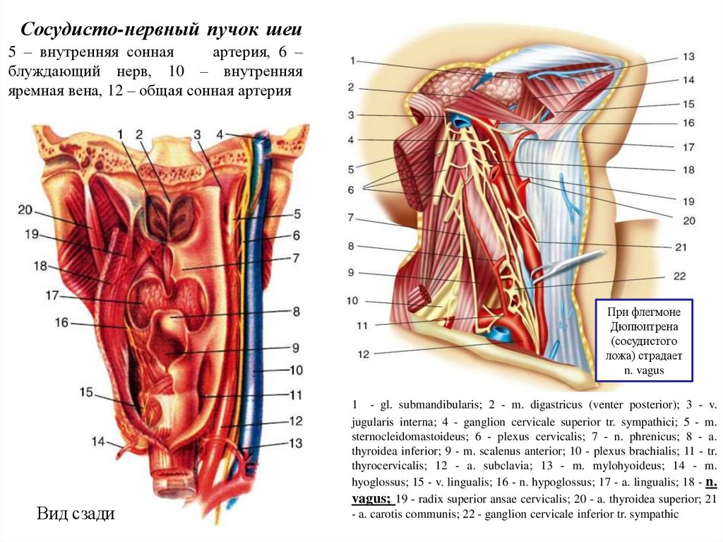 Сосудисто-нервный пучок шеи 5 – внутренняя сонная артерия, 6 – блуждающий нерв, 10 – внутренняя яремная вена, 12 – общая сонная