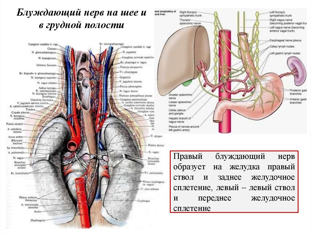 Блуждающий нерв на шее и в грудной полости