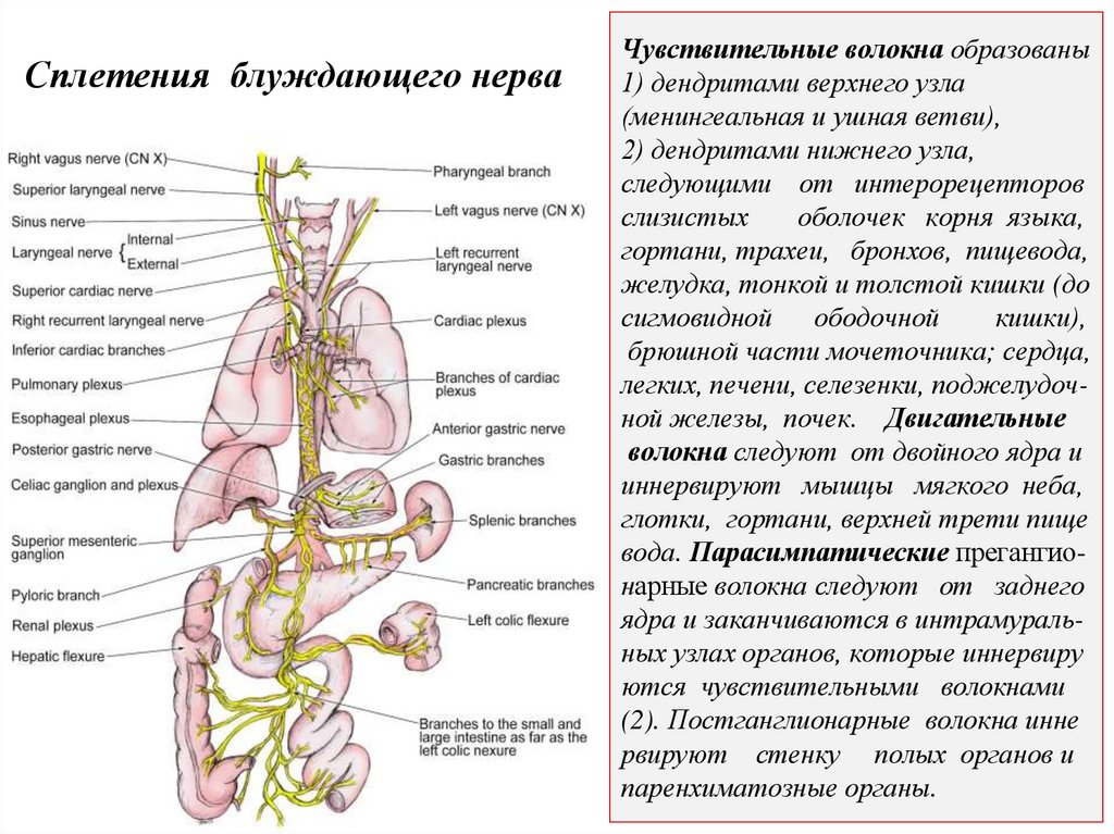 Чувствительные волокна образованы 1) дендритами верхнего узла (менингеальная и ушная ветви), 2) дендритами нижнего узла,