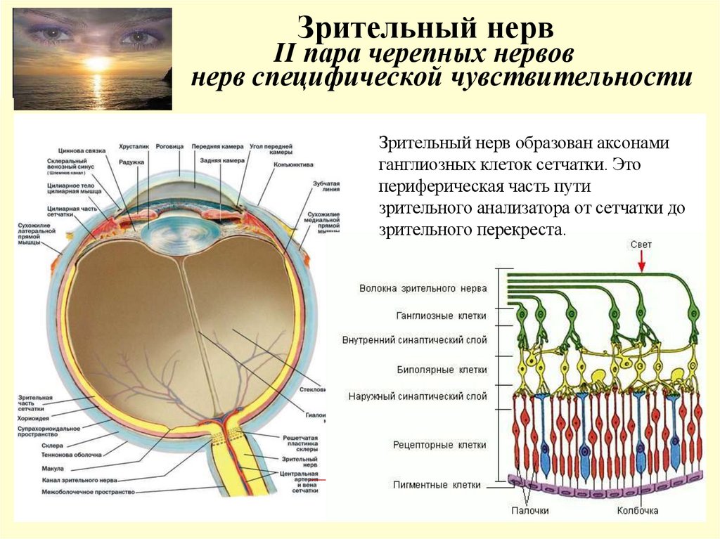 Зрительный нерв II пара черепных нервов нерв специфической чувствительности