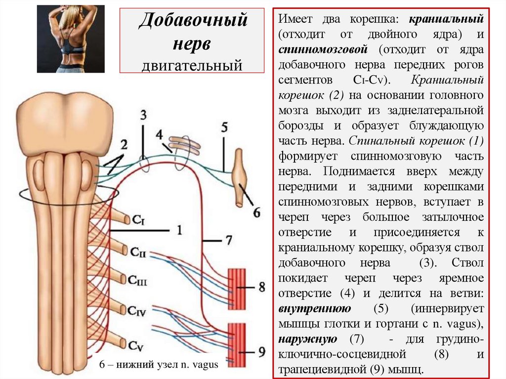 Добавочный нерв двигательный