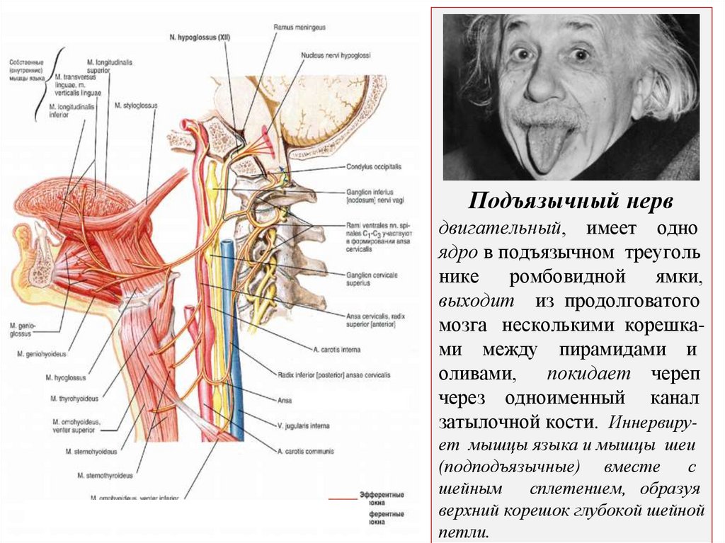 Подъязычный нерв двигательный, имеет одно ядро в подъязычном треуголь нике ромбовидной ямки, выходит из продолговатого мозга