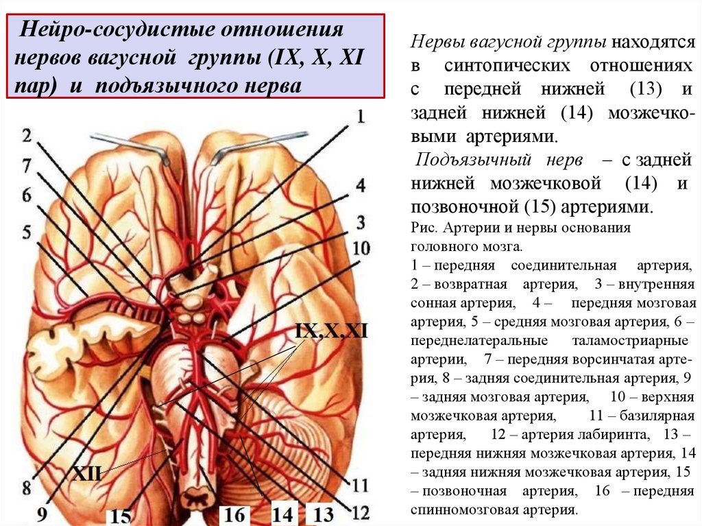 Нервы вагусной группы находятся в синтопических отношениях с передней нижней (13) и задней нижней (14) мозжечко- выми