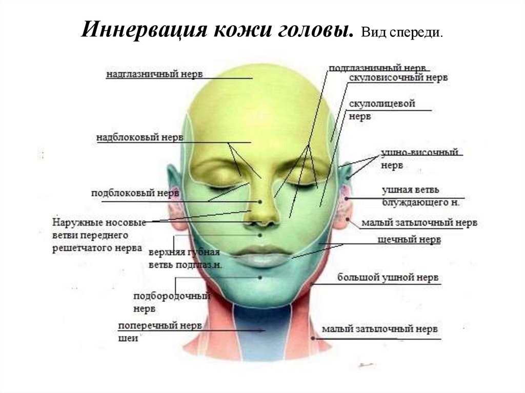 Иннервация кожи головы. Вид спереди.