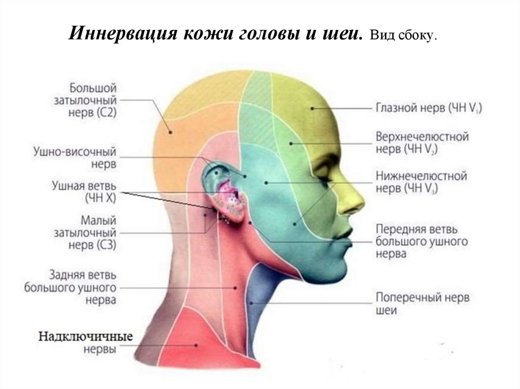 Иннервация кожи головы и шеи. Вид сбоку.