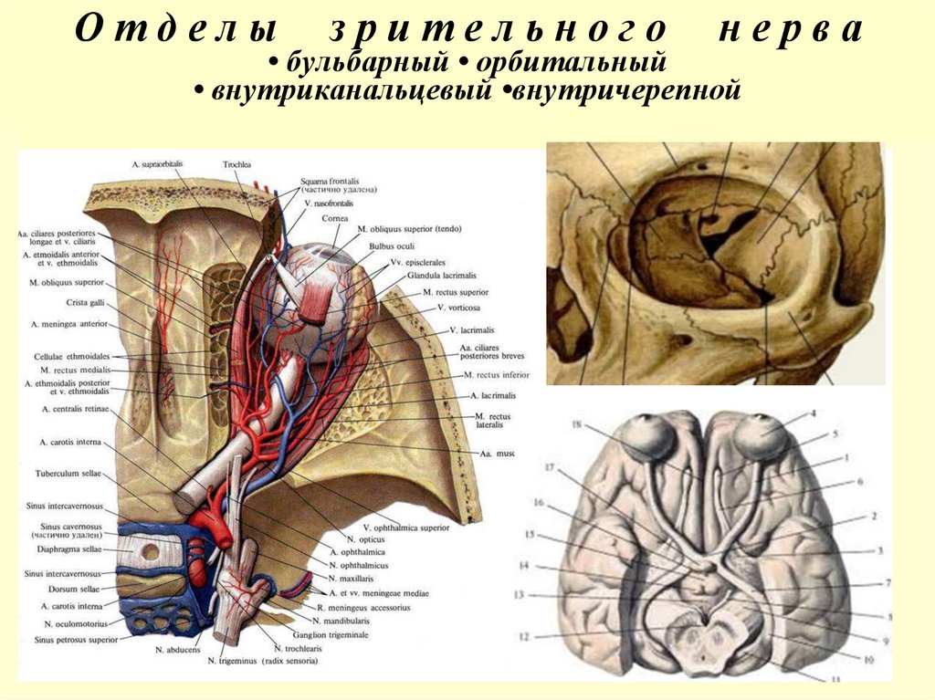 О т д е л ы з р и т е л ь н о г о н е р в а • бульбарный • орбитальный • внутриканальцевый •внутричерепной