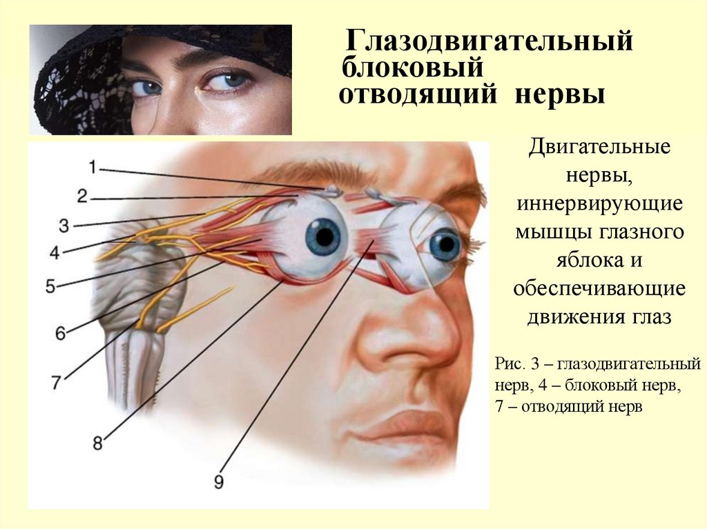Глазодвигательный блоковый отводящий нервы
