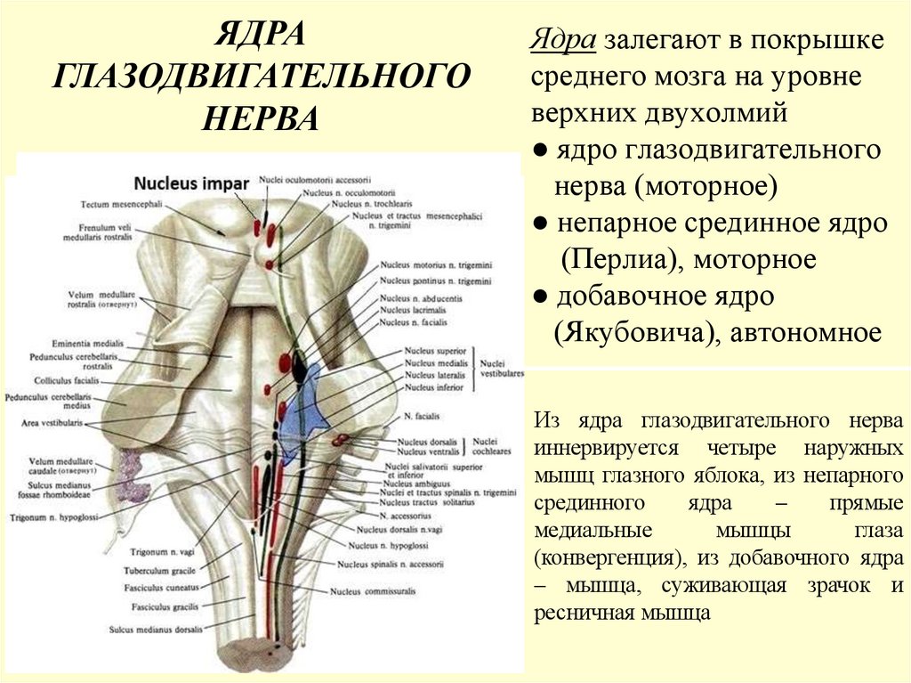 Ядра залегают в покрышке среднего мозга на уровне верхних двухолмий ● ядро глазодвигательного нерва (моторное) ● непарное