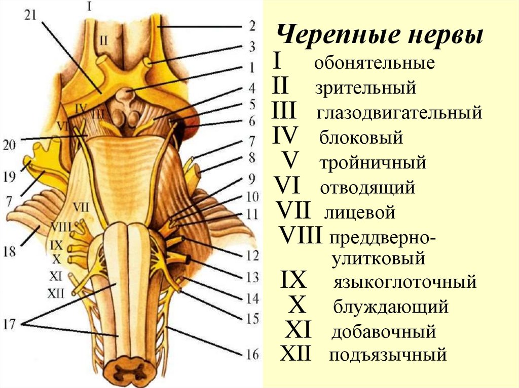 Черепные нервы I обонятельные II зрительный III глазодвигательный IV блоковый V тройничный VI отводящий VII лицевой VIII