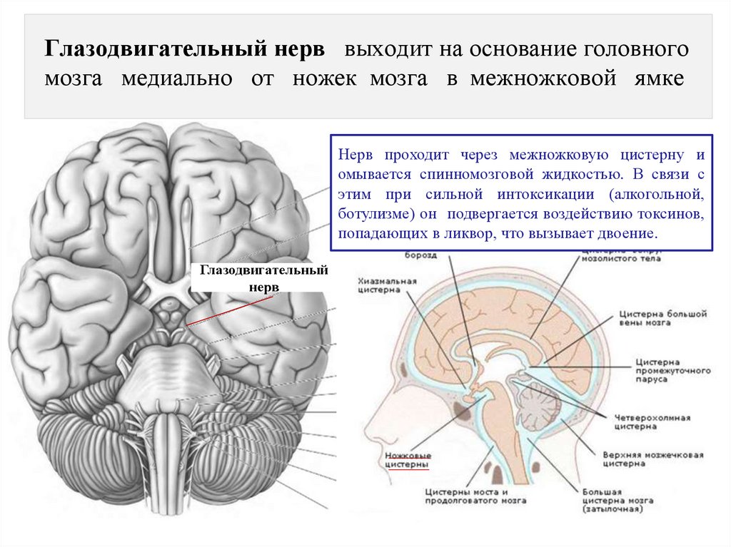 Глазодвигательный нерв выходит на основание головного мозга медиально от ножек мозга в межножковой ямке