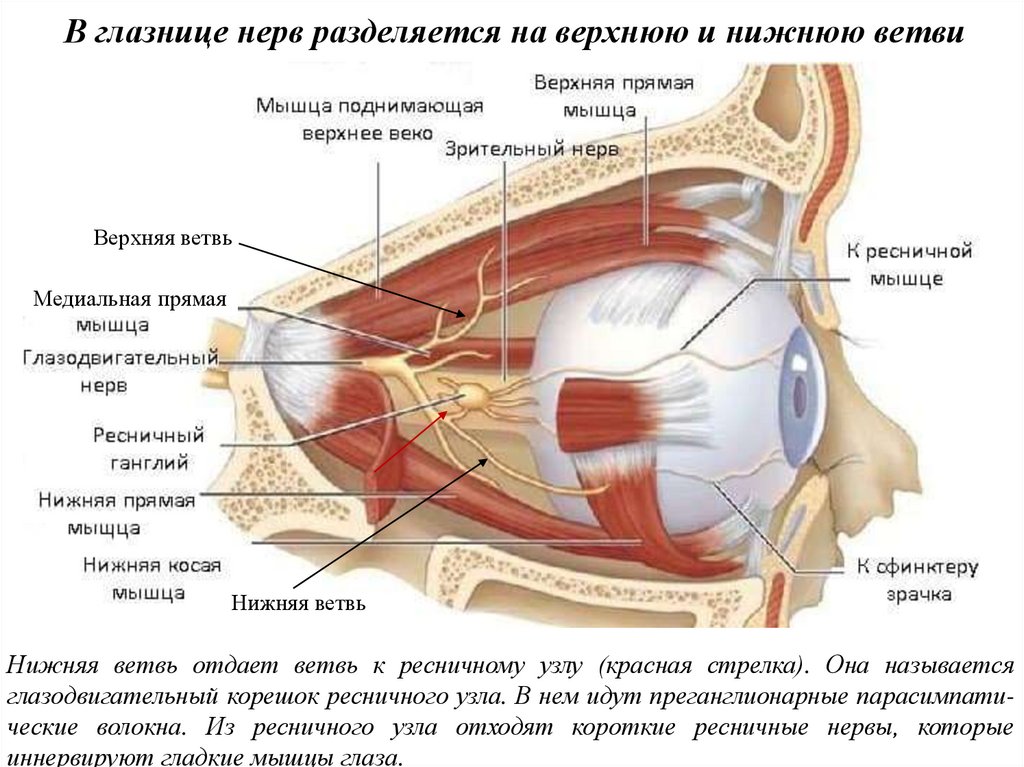 В глазнице нерв разделяется на верхнюю и нижнюю ветви