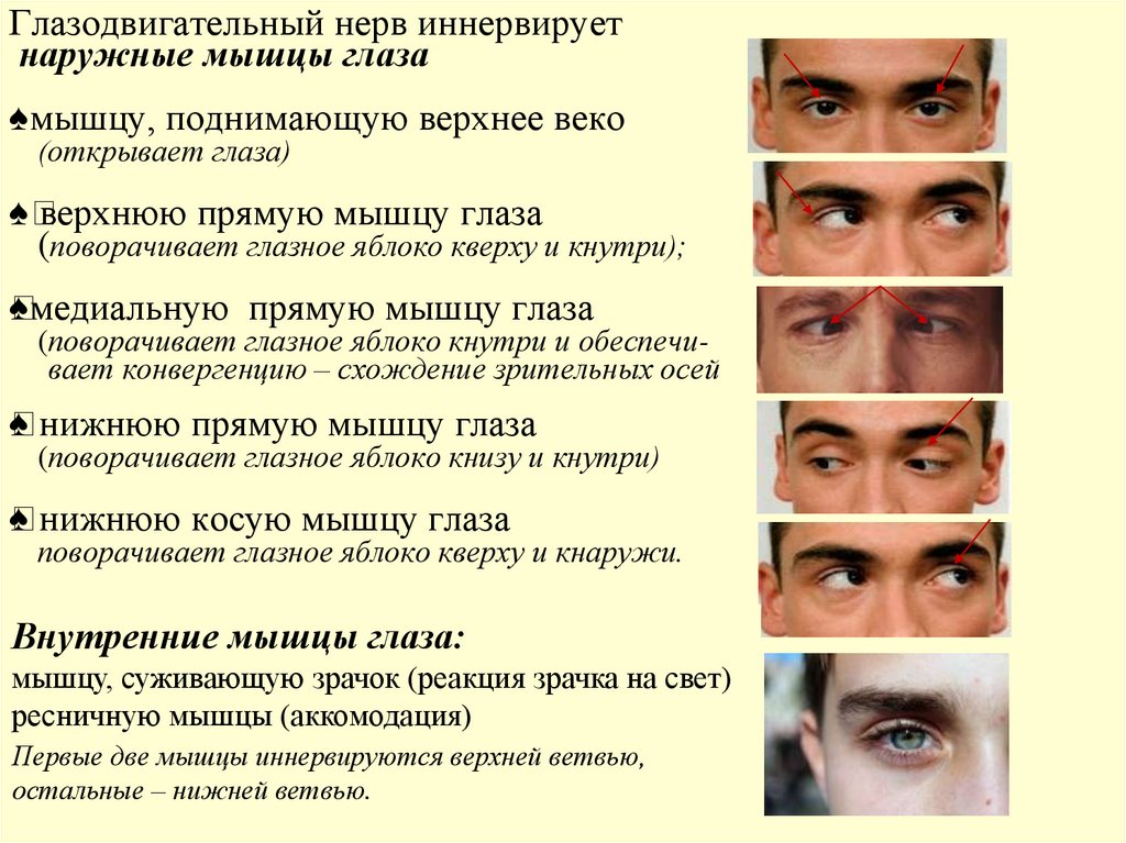 Глазодвигательный нерв иннервирует наружные мышцы глаза ♠мышцу, поднимающую верхнее веко (открывает глаза) ♠ верхнюю прямую