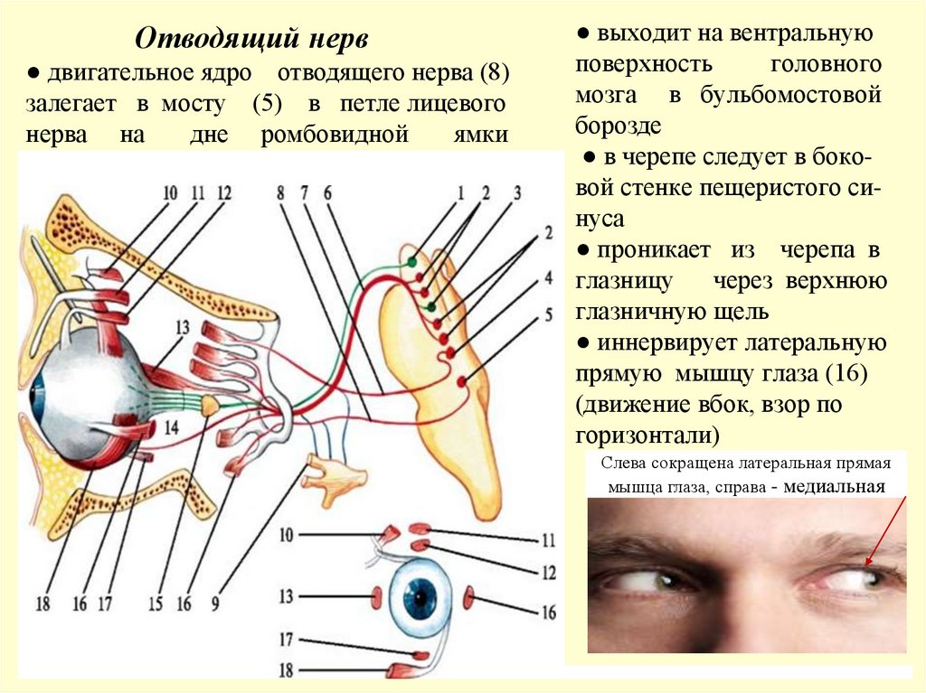 ● выходит на вентральную поверхность головного мозга в бульбомостовой борозде ● в черепе следует в боко- вой стенке пещеристого