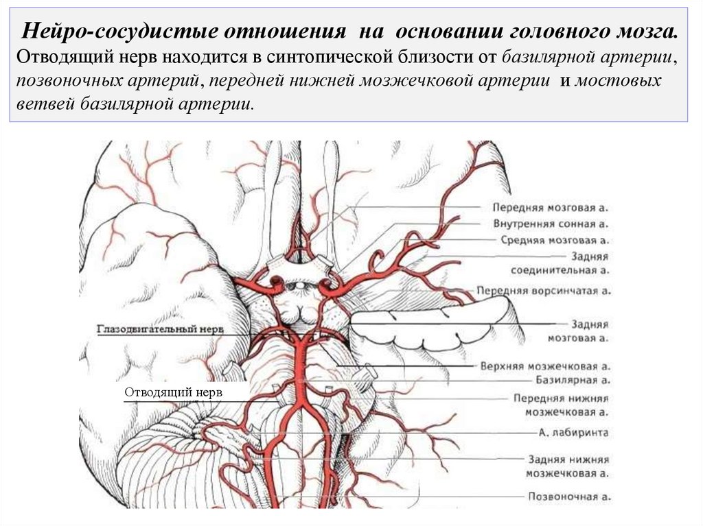 Нейро-сосудистые отношения на основании головного мозга. Отводящий нерв находится в синтопической близости от базилярной