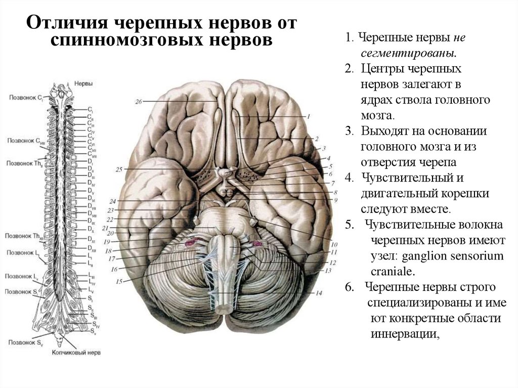 Отличия черепных нервов от спинномозговых нервов
