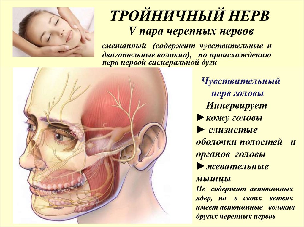 ТРОЙНИЧНЫЙ НЕРВ V пара черепных нервов смешанный (содержит чувствительные и двигательные волокна), по происхождению нерв первой