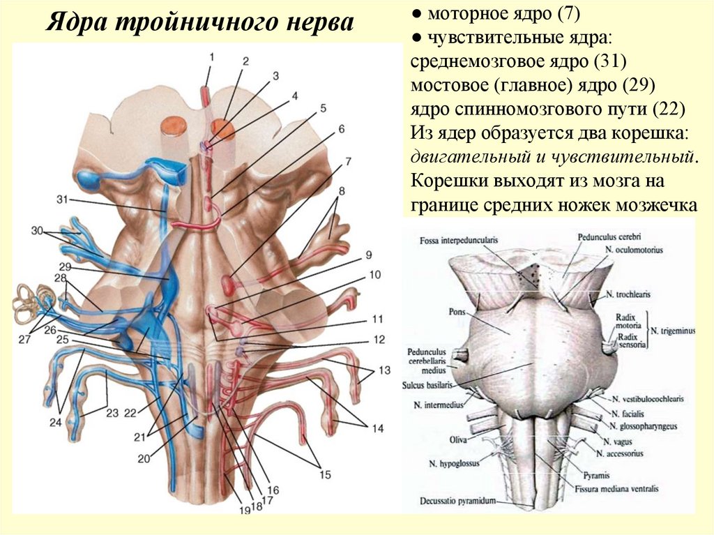 ● моторное ядро (7) ● чувствительные ядра: среднемозговое ядро (31) мостовое (главное) ядро (29) ядро спинномозгового пути (22)