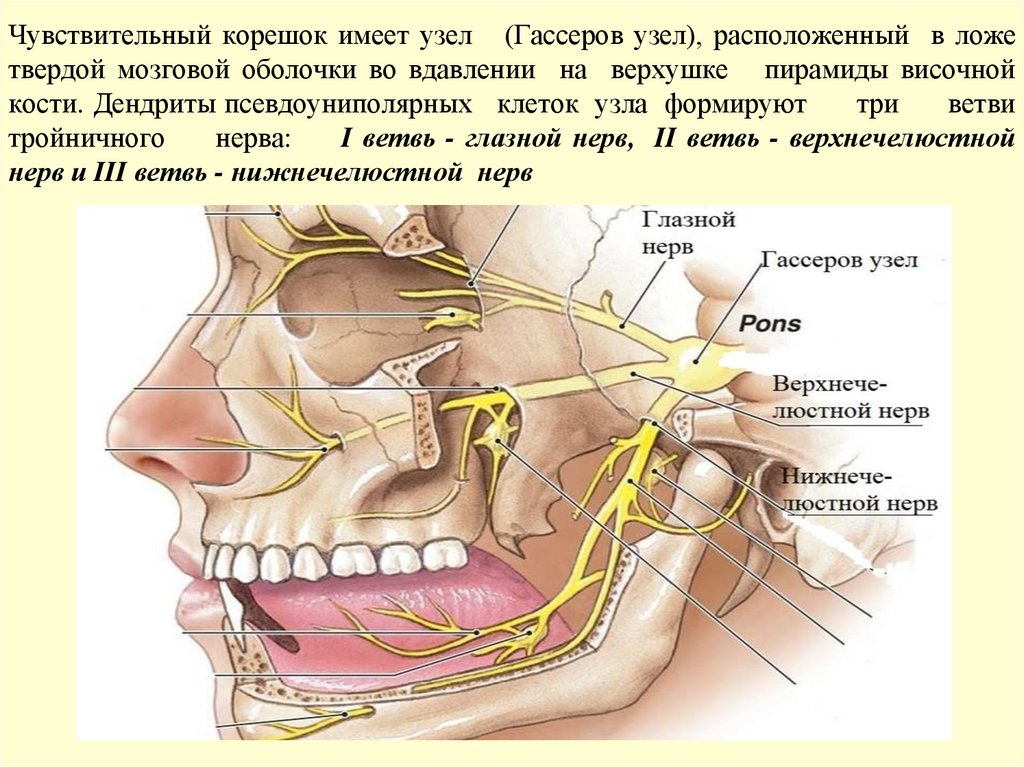 Чувствительный корешок имеет узел (Гассеров узел), расположенный в ложе твердой мозговой оболочки во вдавлении на верхушке