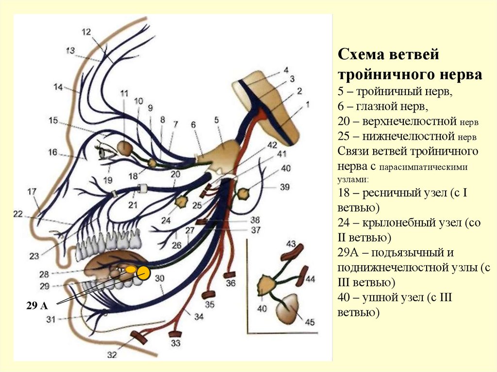 Схема ветвей тройничного нерва 5 – тройничный нерв, 6 – глазной нерв, 20 – верхнечелюстной нерв 25 – нижнечелюстной нерв Связи